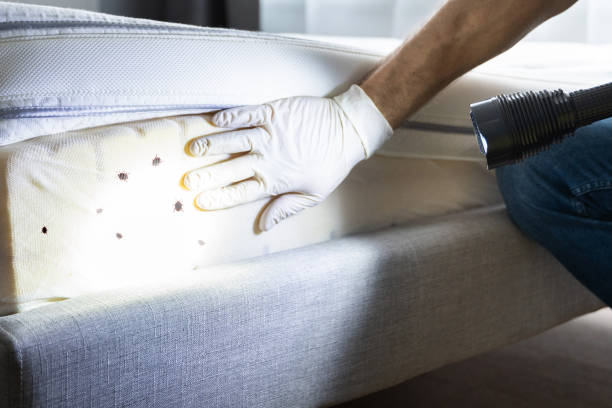 Best Flea Control Services  in Round Rock, TX