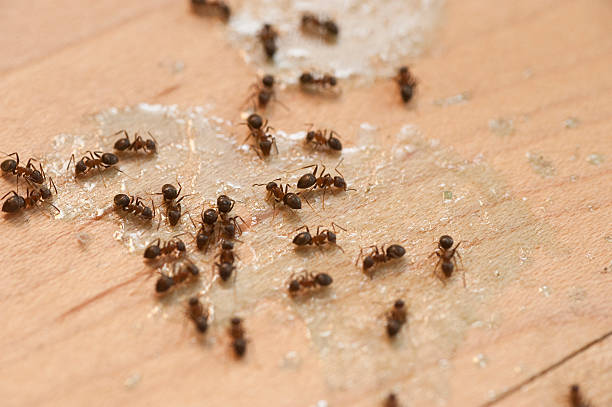 Wasp Removal Services in Round Rock, TX